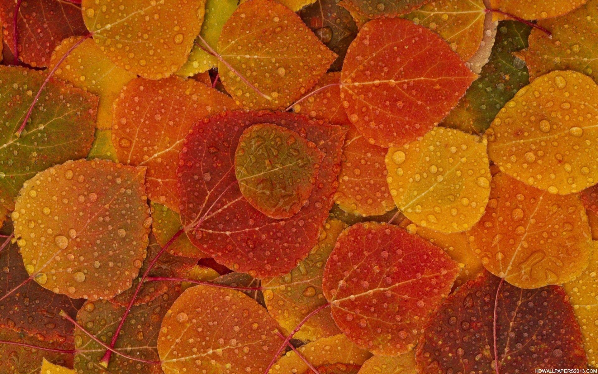 1920x1200 Fall Wallpaper for Facebook on .