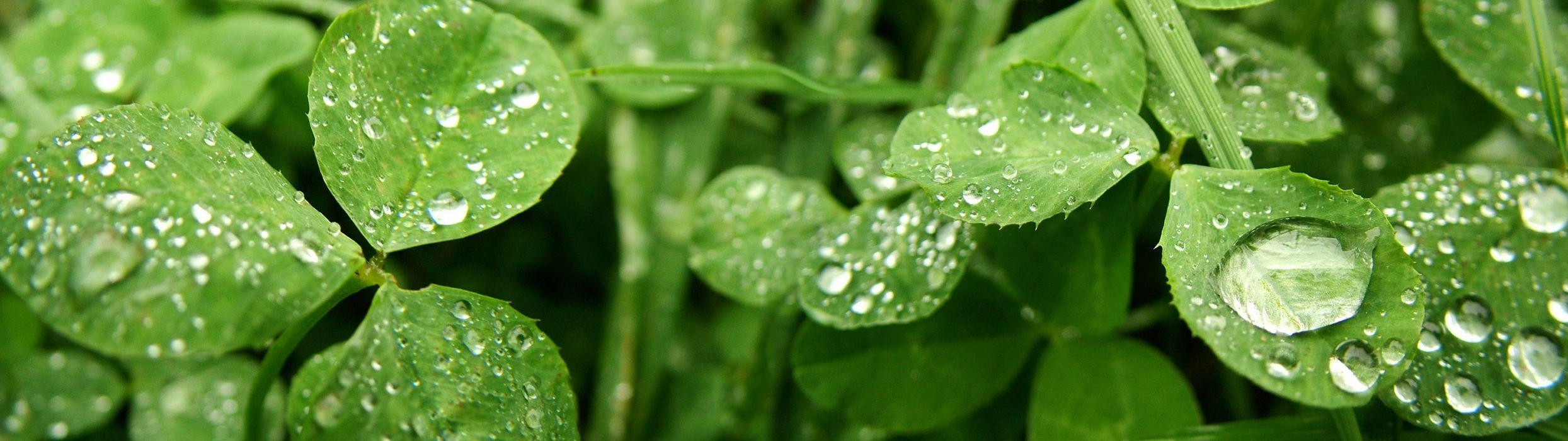 2489x700 Close Up Leaves Water Drops Clover .