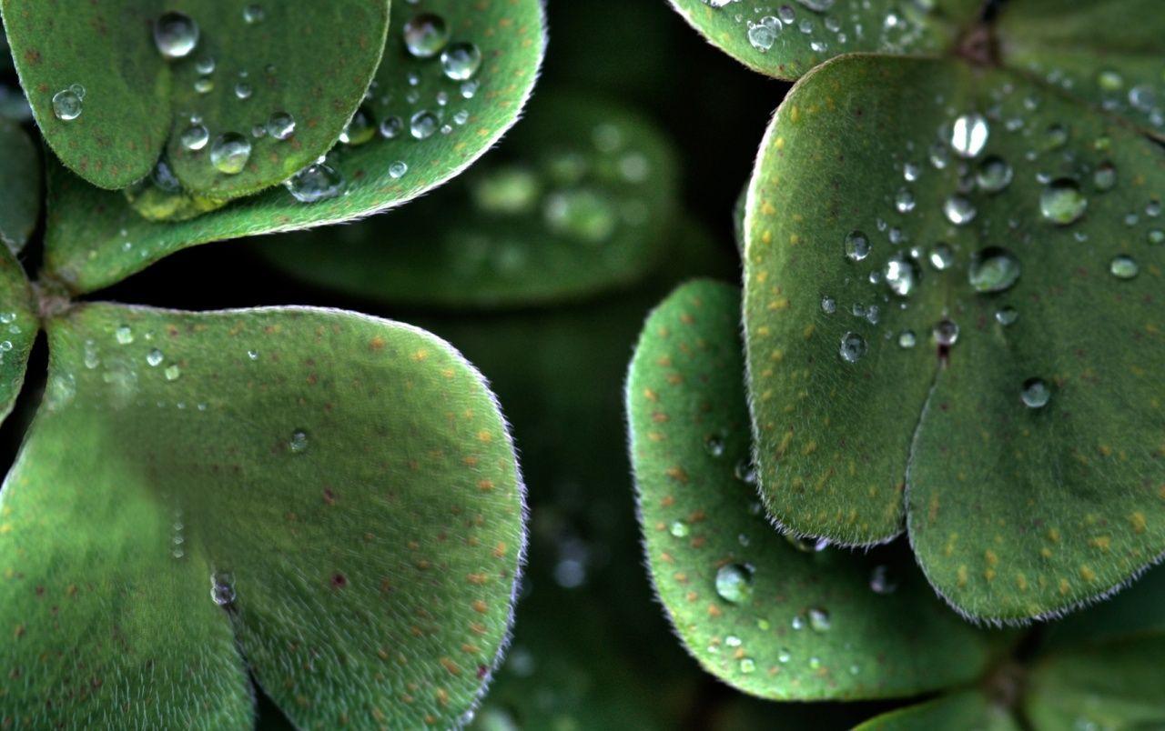 1280x804 Water Drops on Clover Leaves wallpaper .
