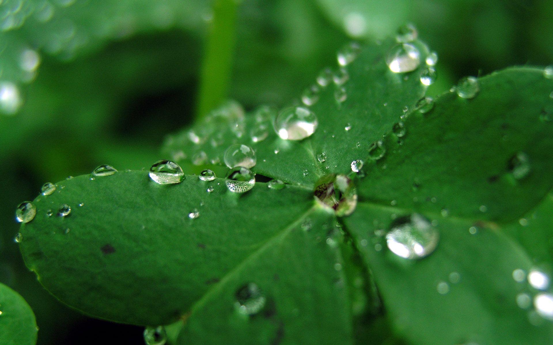 1920x1200 Beautiful Drop Water On Leaves Macro .