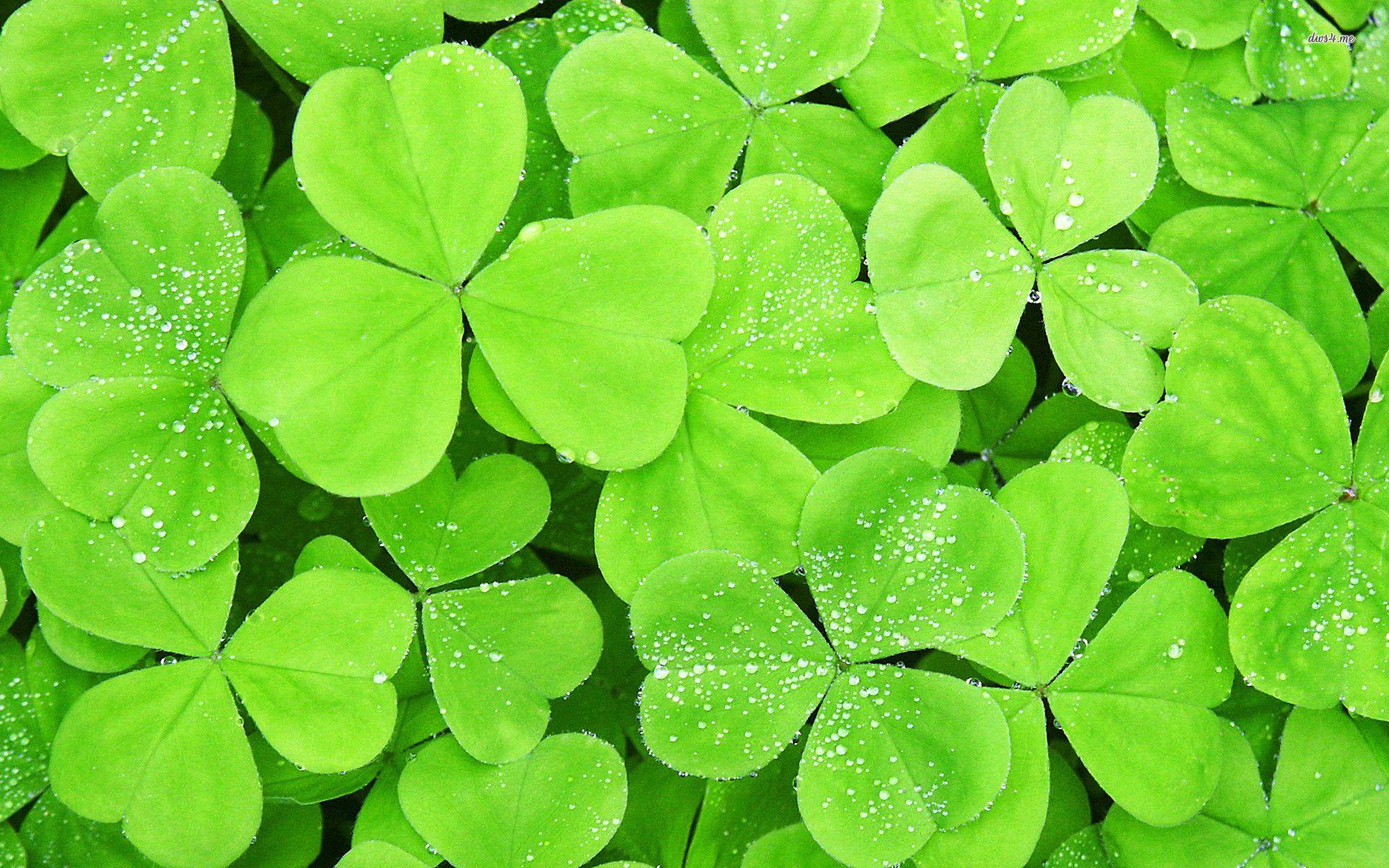 1920x1200 Clovers Wallpaper High Resolution .com