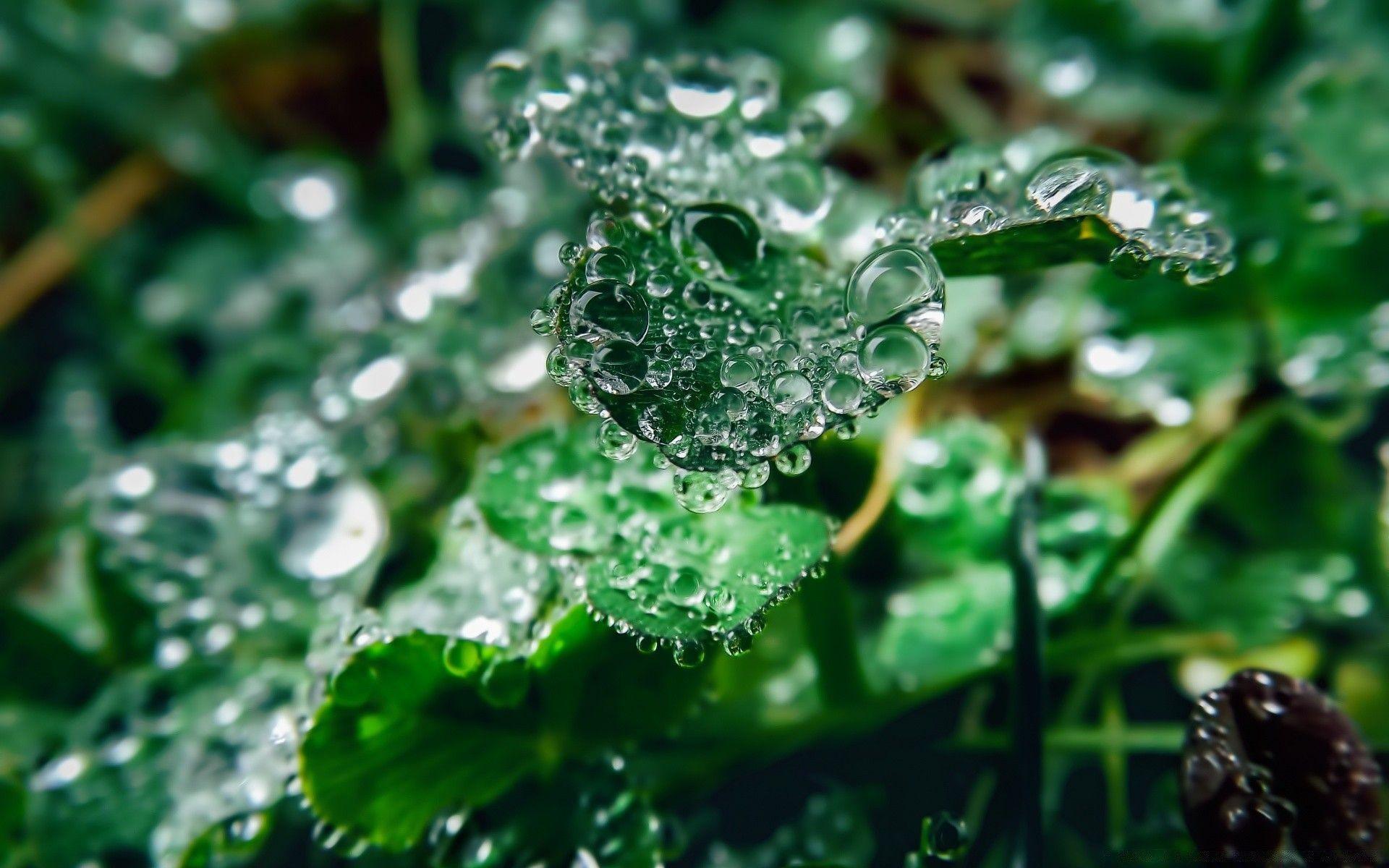 1920x1200 Water Drops On Clover Leaves .million