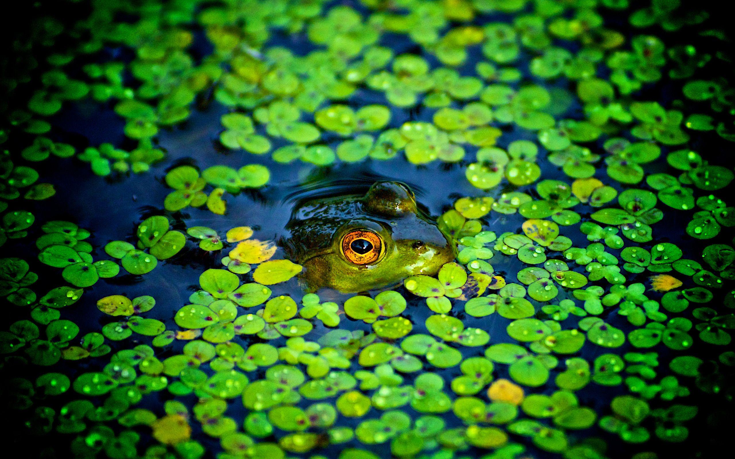 2560x1600 Water Clover In Frog Wallpaper .