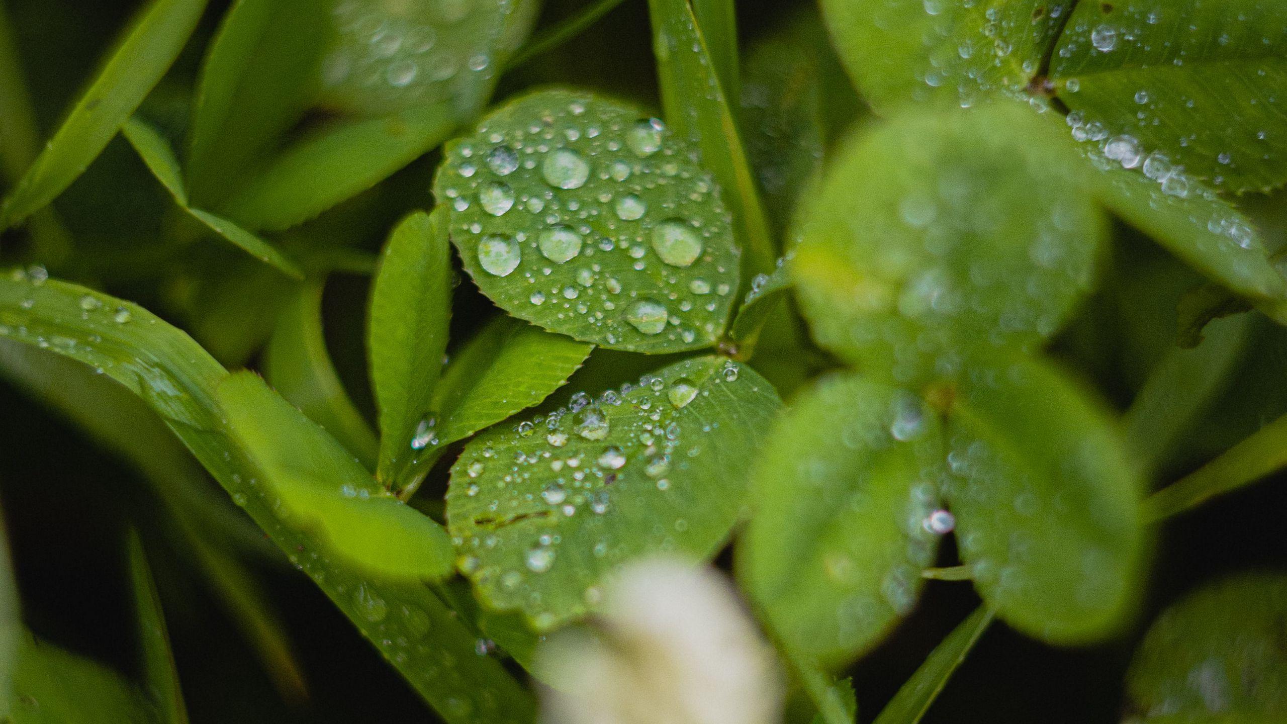 2560x1440 Download wallpaper 2560x1440 clover .
