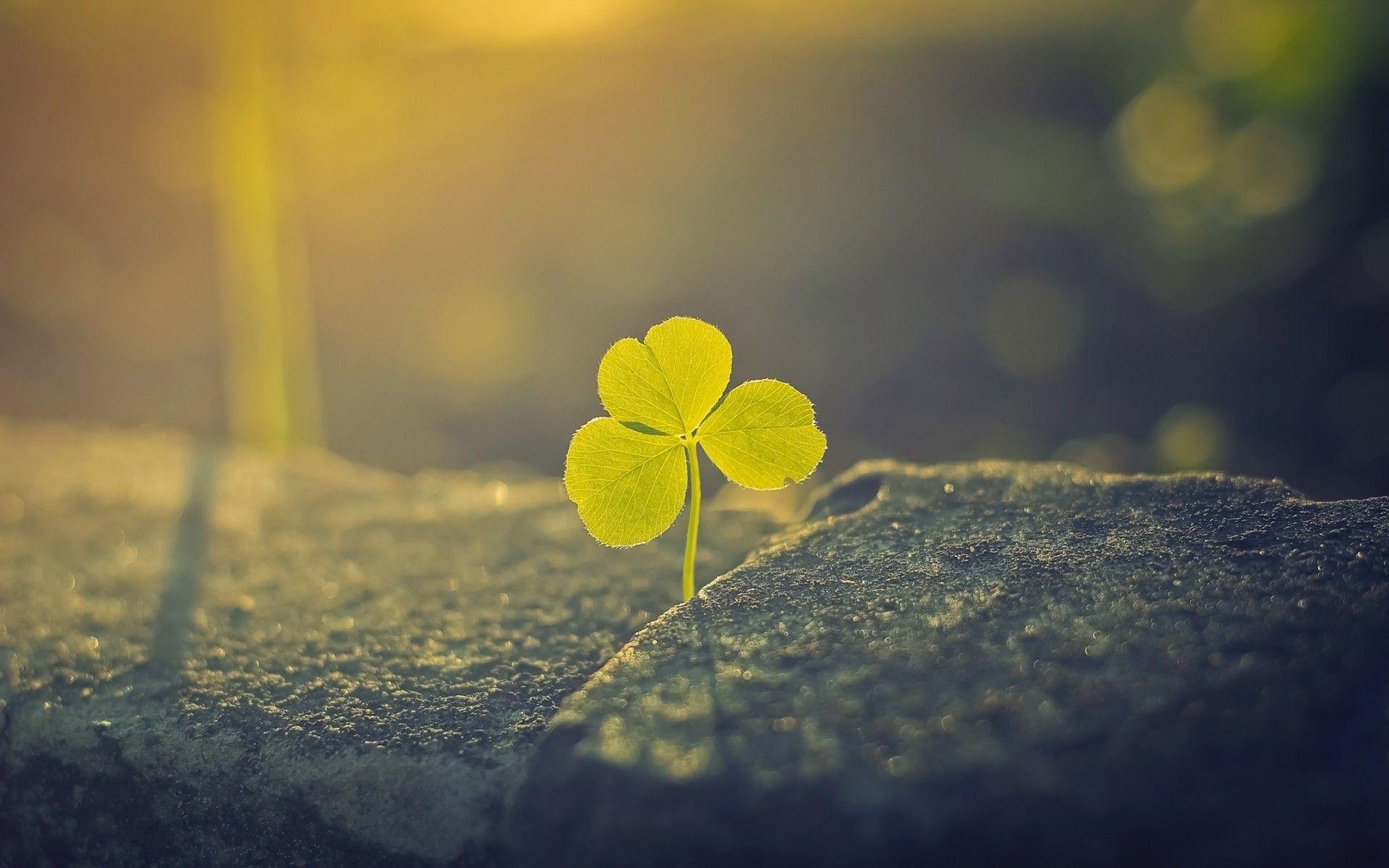 1920x1200 Download Free Clover Wallpaper .
