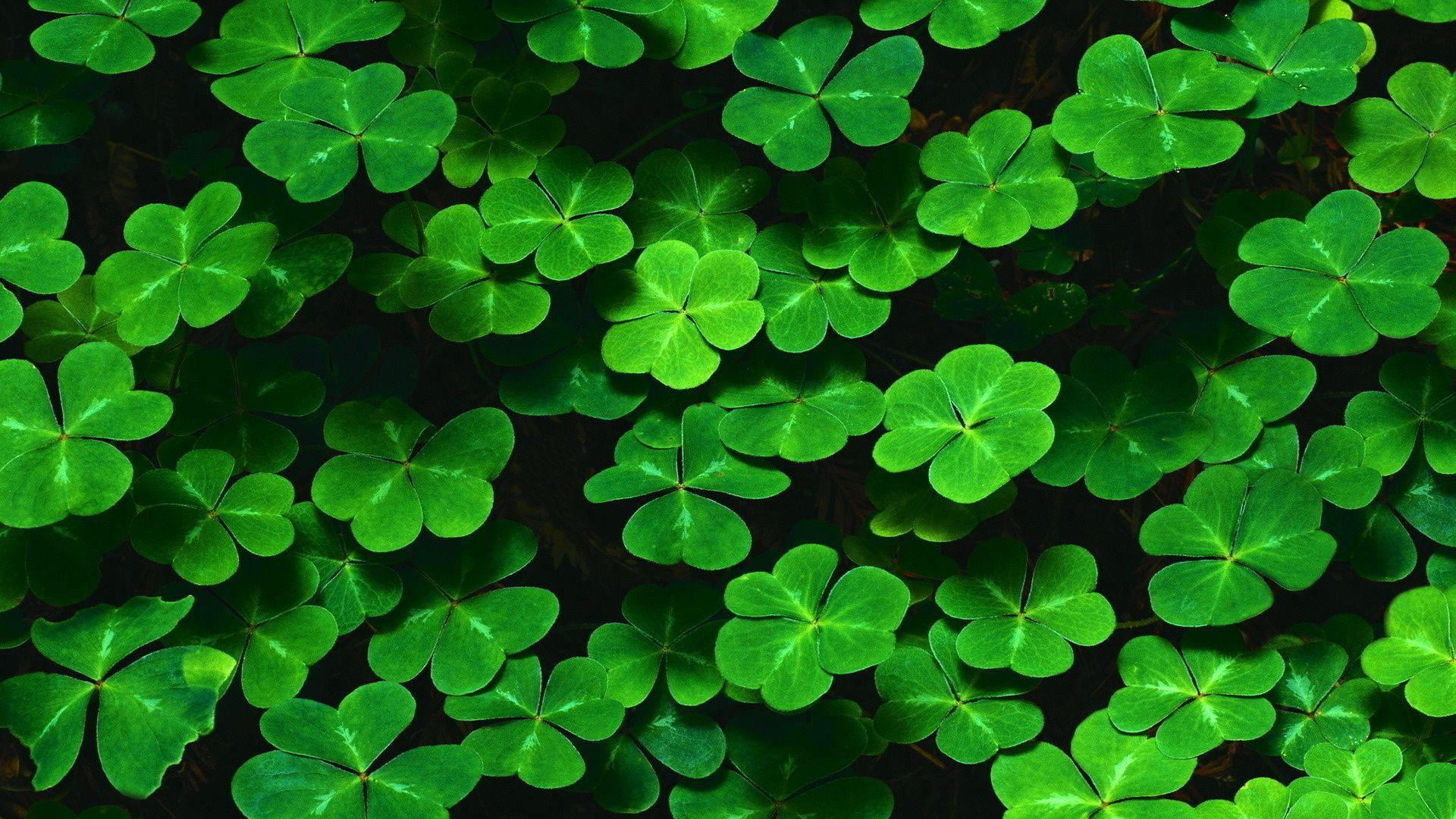 1920x1080 Clover