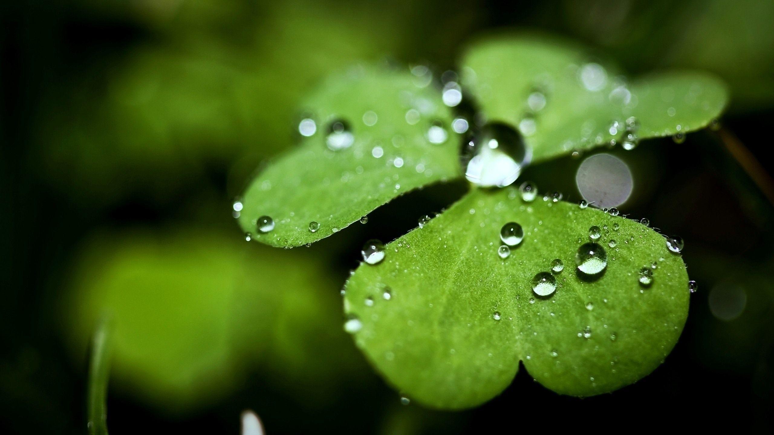 2560x1440 Wallpaper One Green Clover Leaf, Water .best