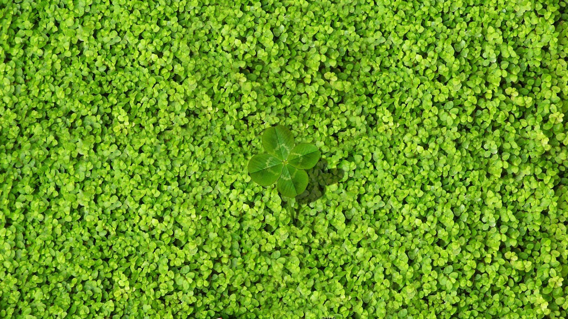 1920x1080 Clover Wallpaper -