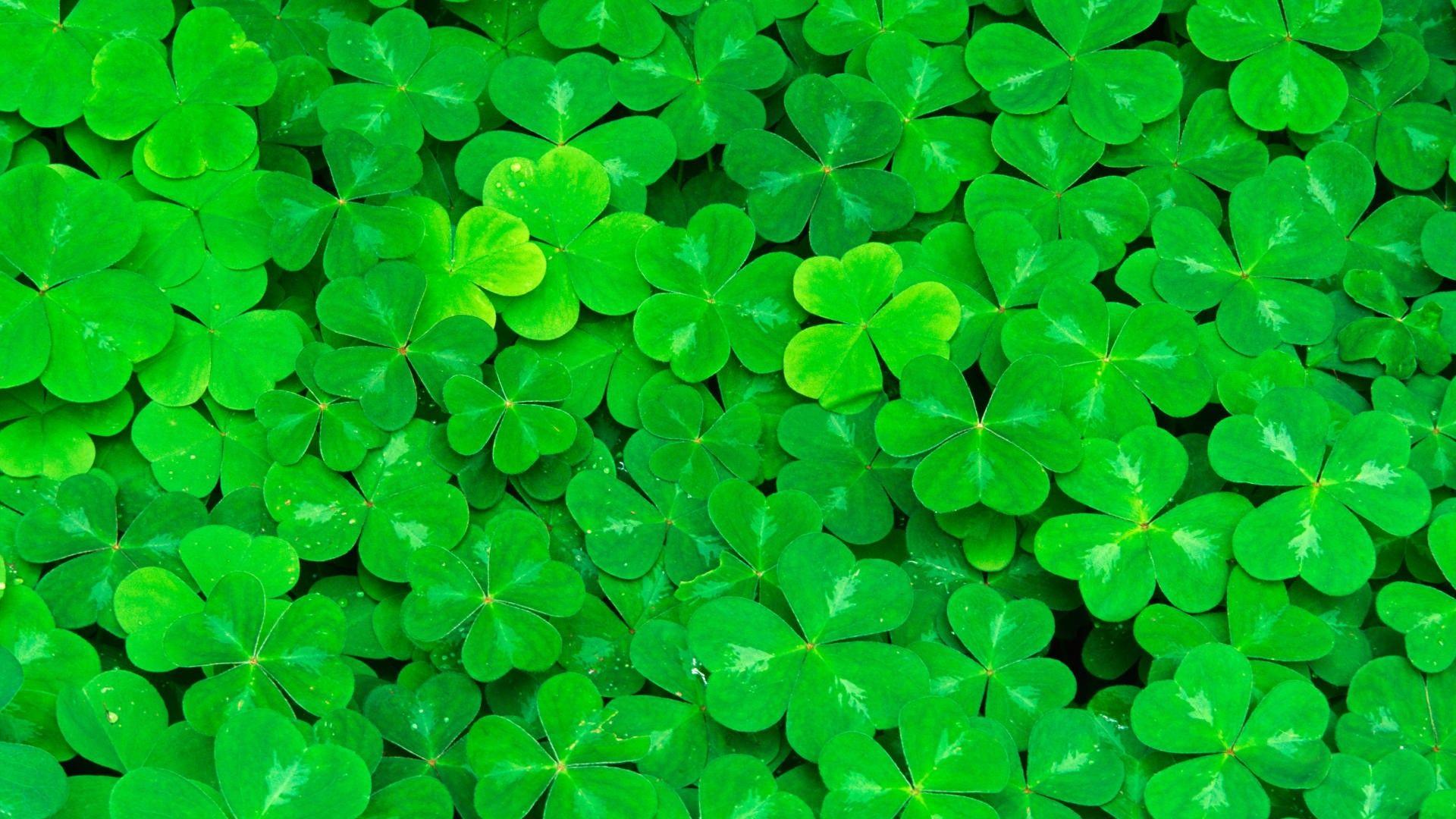 1920x1080 Earth Clover Wallpaper .