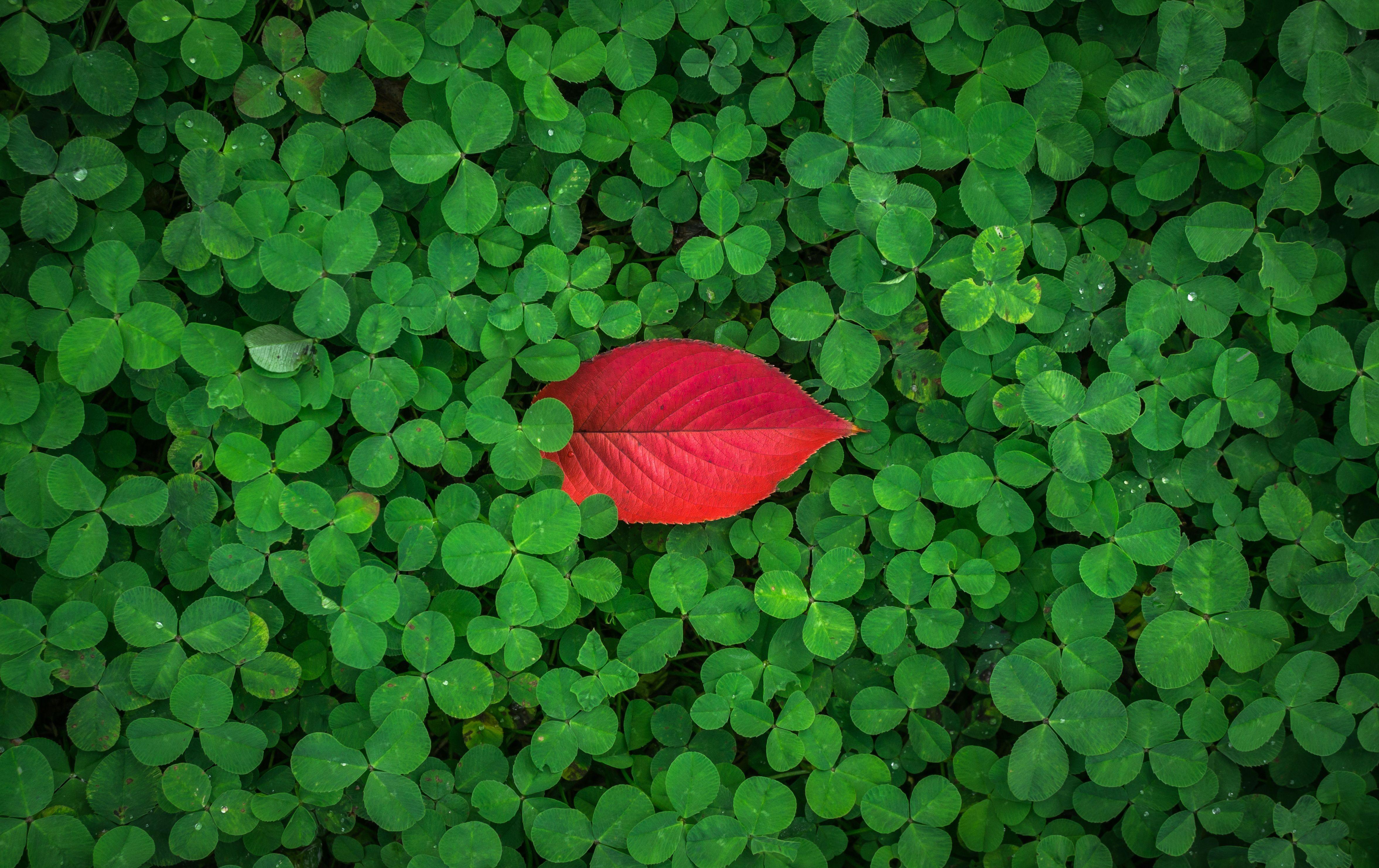 4708x2965 Download wallpaper 4708x2965 clover .