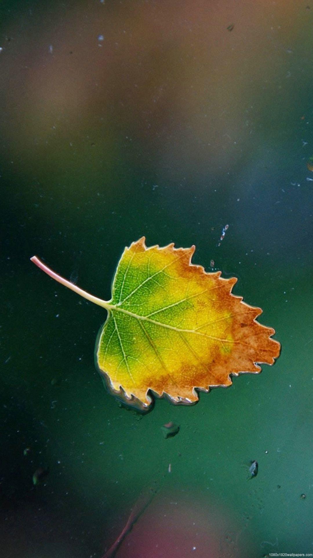 1080x1920 Clover Rain Wallpaper .