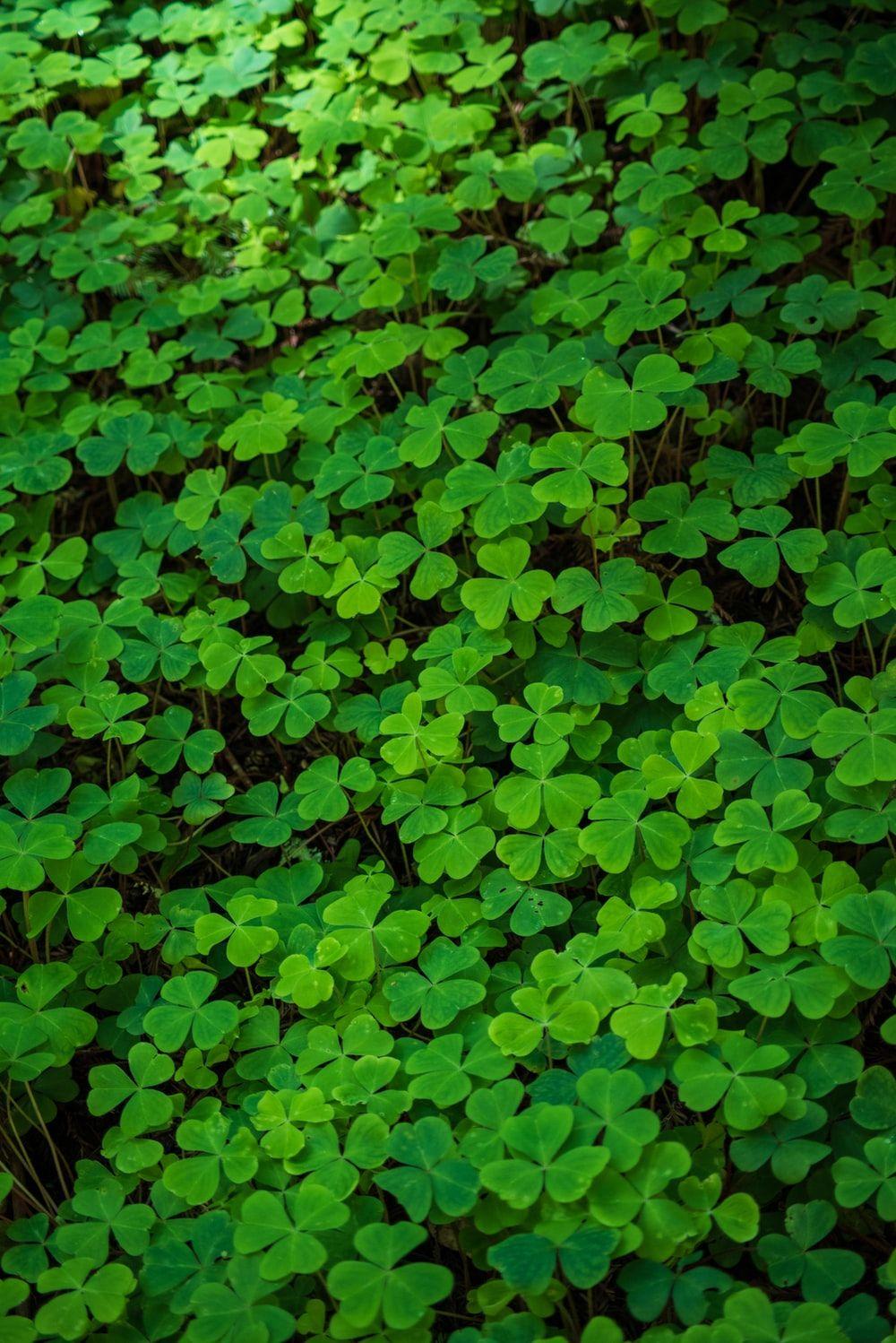 1000x1498 Clover Leaf Picture. Download Free .com