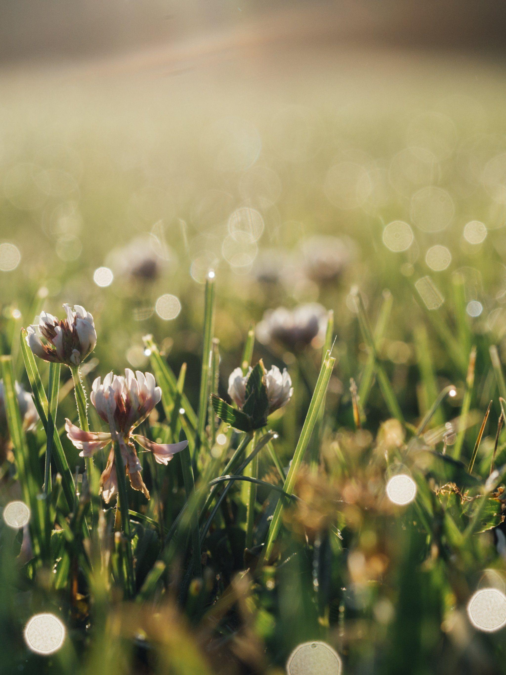 2048x2732 Clover Wallpaper, Android .