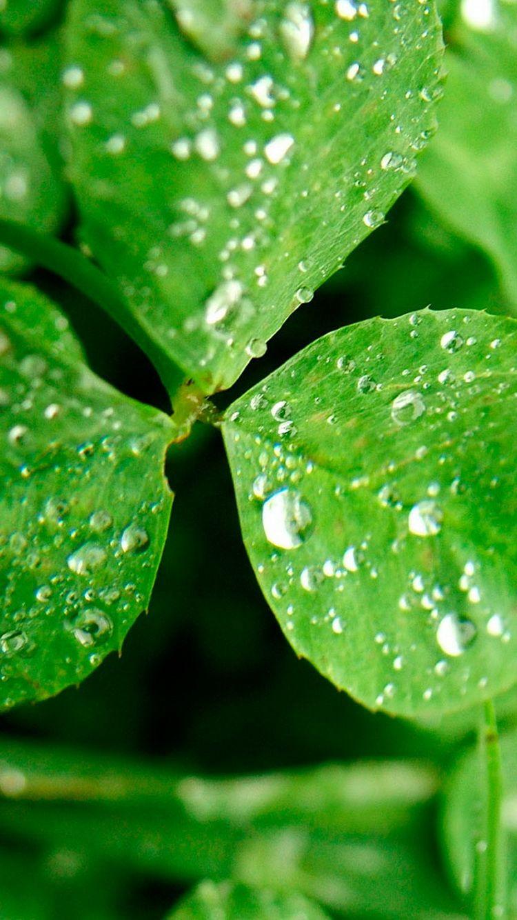 750x1334 Clover iPhone 7 Plus Wallpaper on .