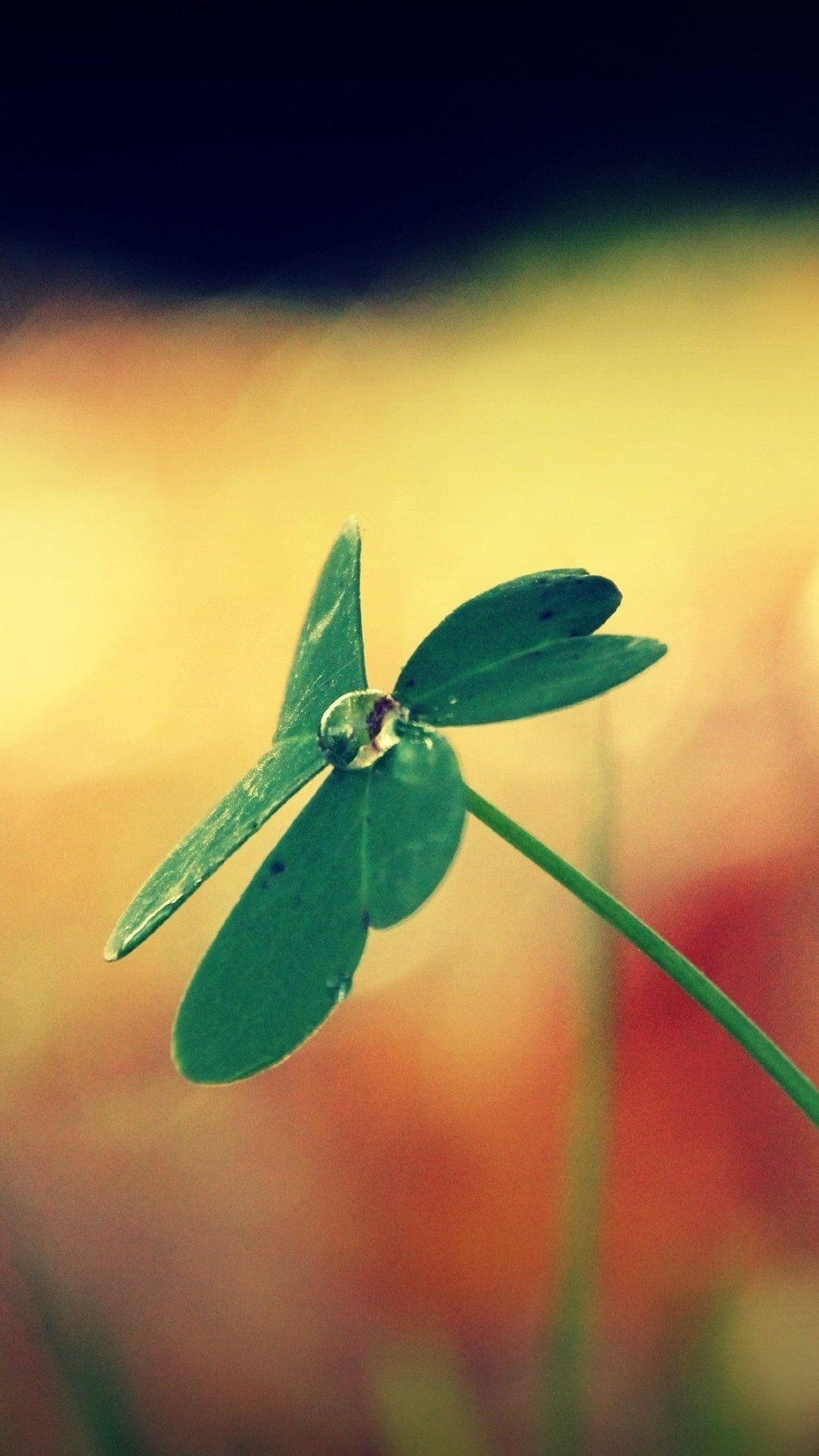 1080x1920 Water Drop, Bokeh 2560x1920 HD .best