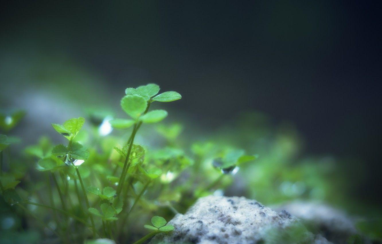 1332x850 Wallpaper greens, leaves, water, drops .