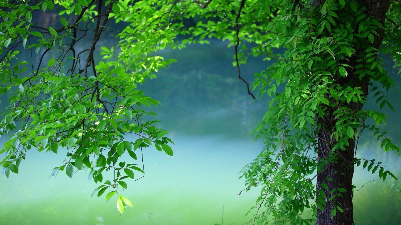 1366x768 Tree Leaves Summer 1366x768 Resolution .
