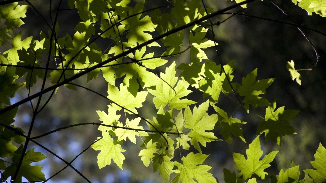 1366x768 Summer Leaves, desktop wallpaper nr .