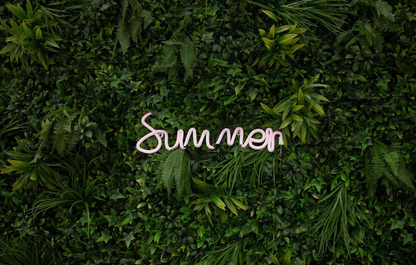 1332x850 Summer Plant
