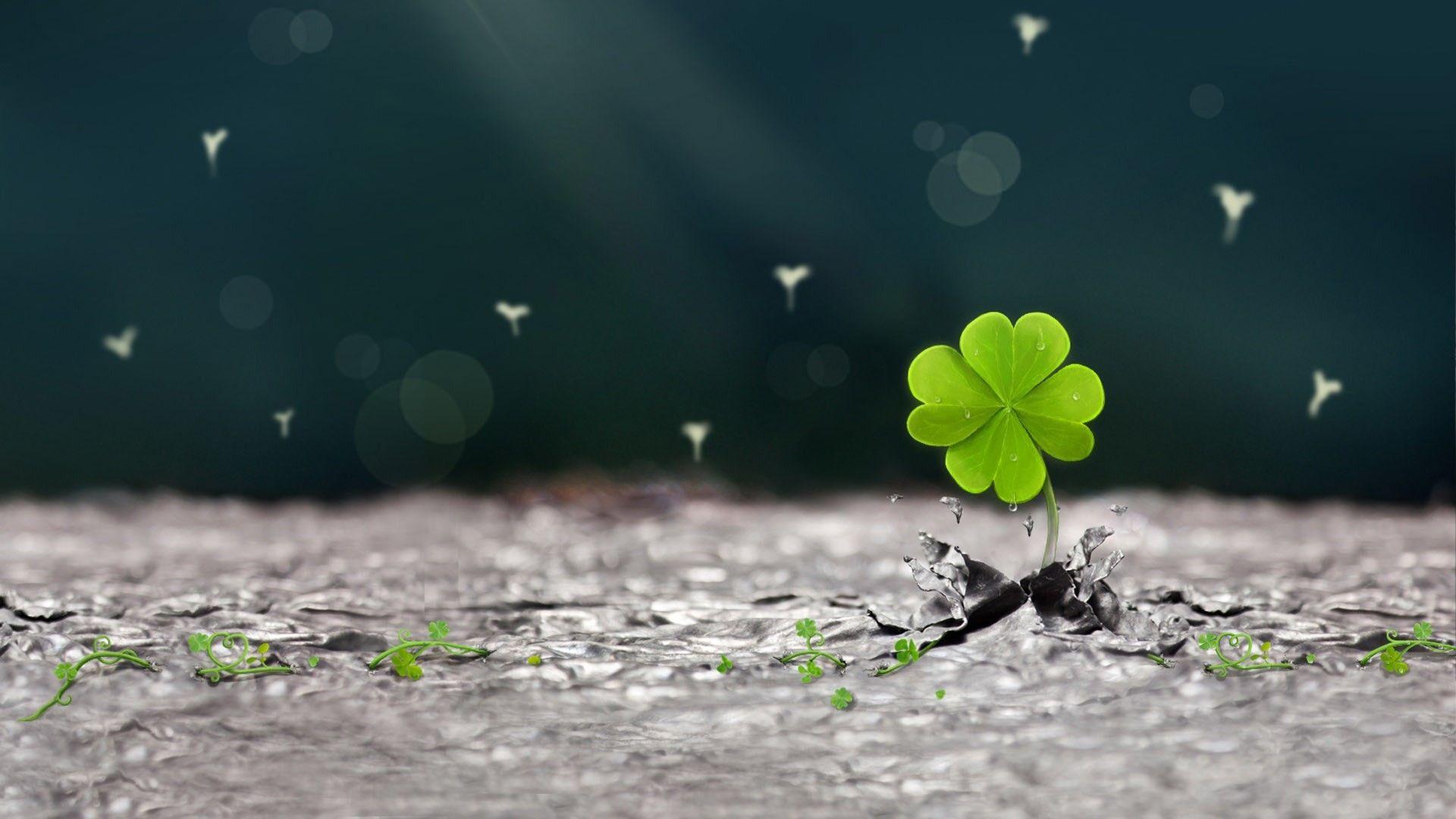 1920x1080 In The West That Can Find Four Leaf Clover Is Lucky, Four Leaf Clover HD Wallpaper