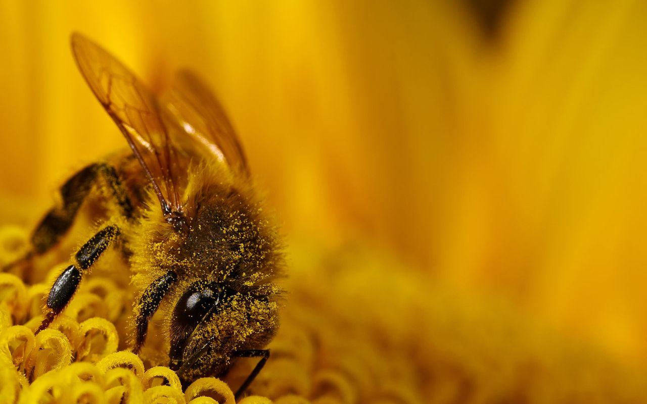1280x800 Bee HD