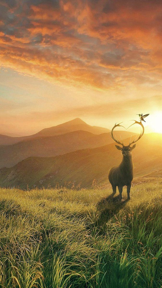 675x1200 bird on deer horn animal wallpaper .