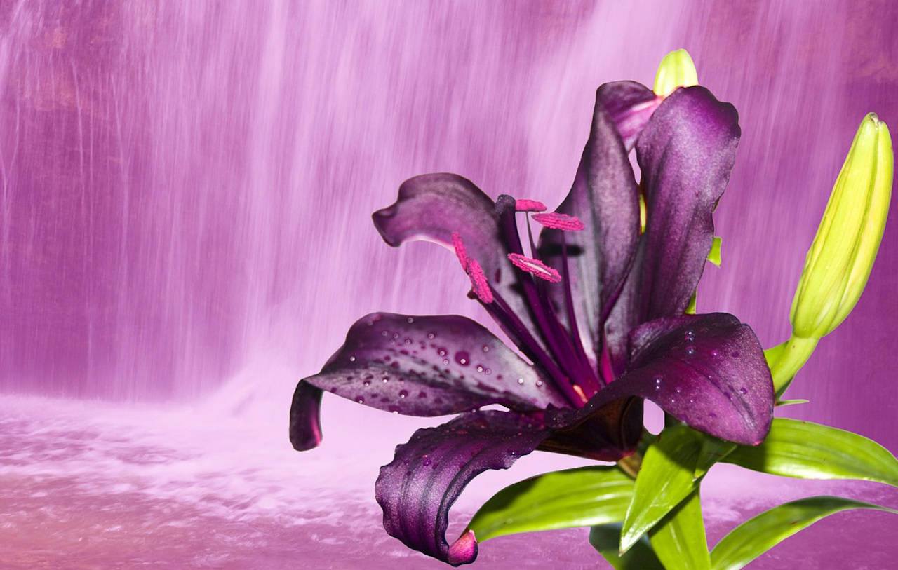 1280x813 nature, lily, waterfall, flowers .sf.co.ua