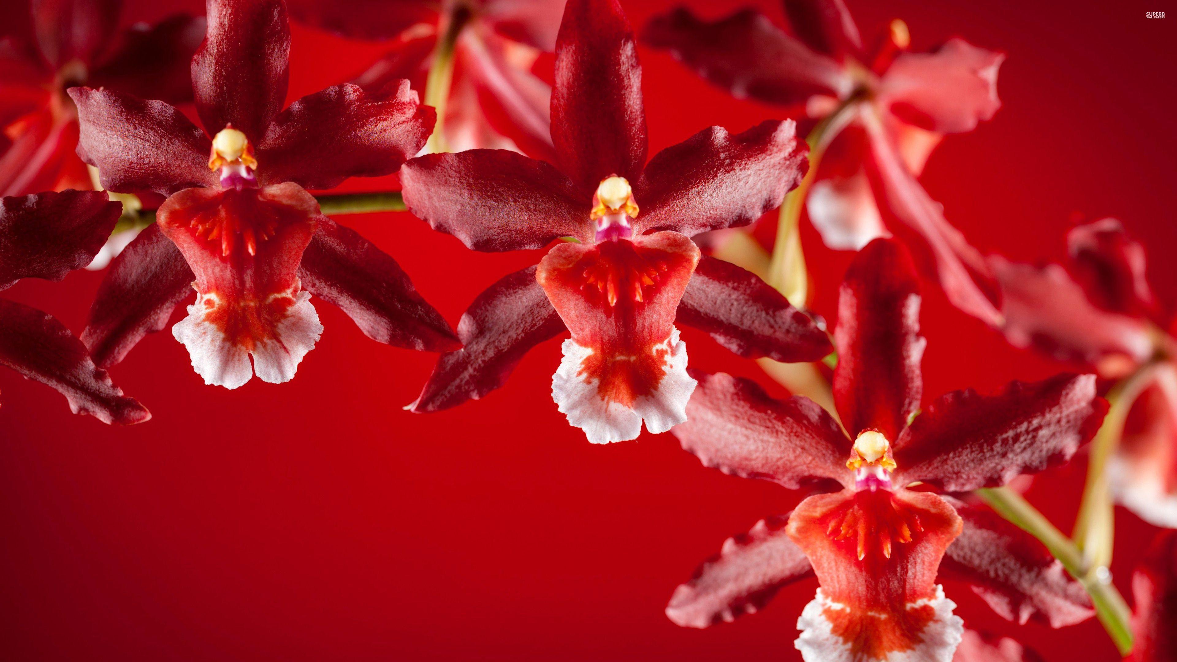 Red Orchid Wallpapers - Top Free Red Orchid Backgrounds - WallpaperAccess