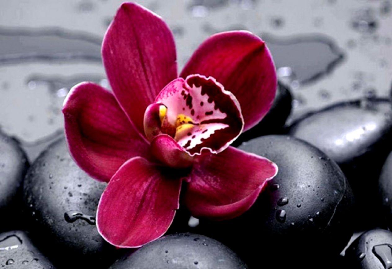 1264x866 Mauve And Red Orchid Wallpaper .