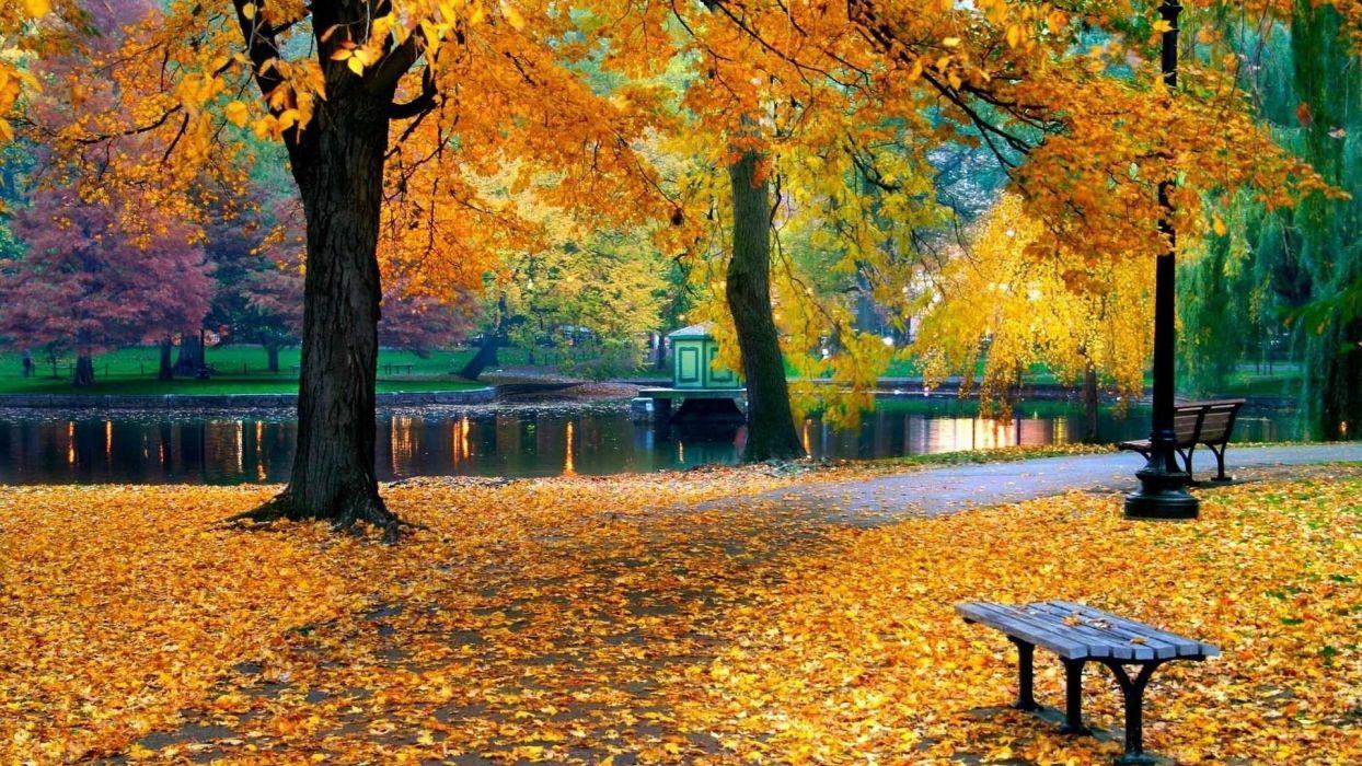 1244x700 Foliage nature trees autumn park .