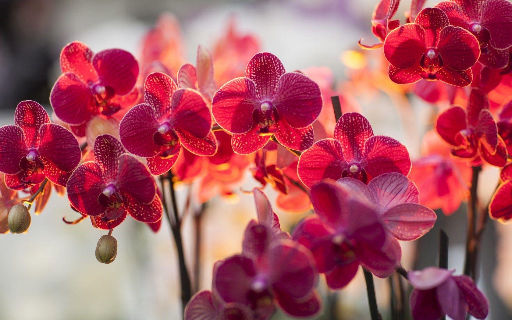 Red Orchid Wallpapers - Top Free Red Orchid Backgrounds - WallpaperAccess