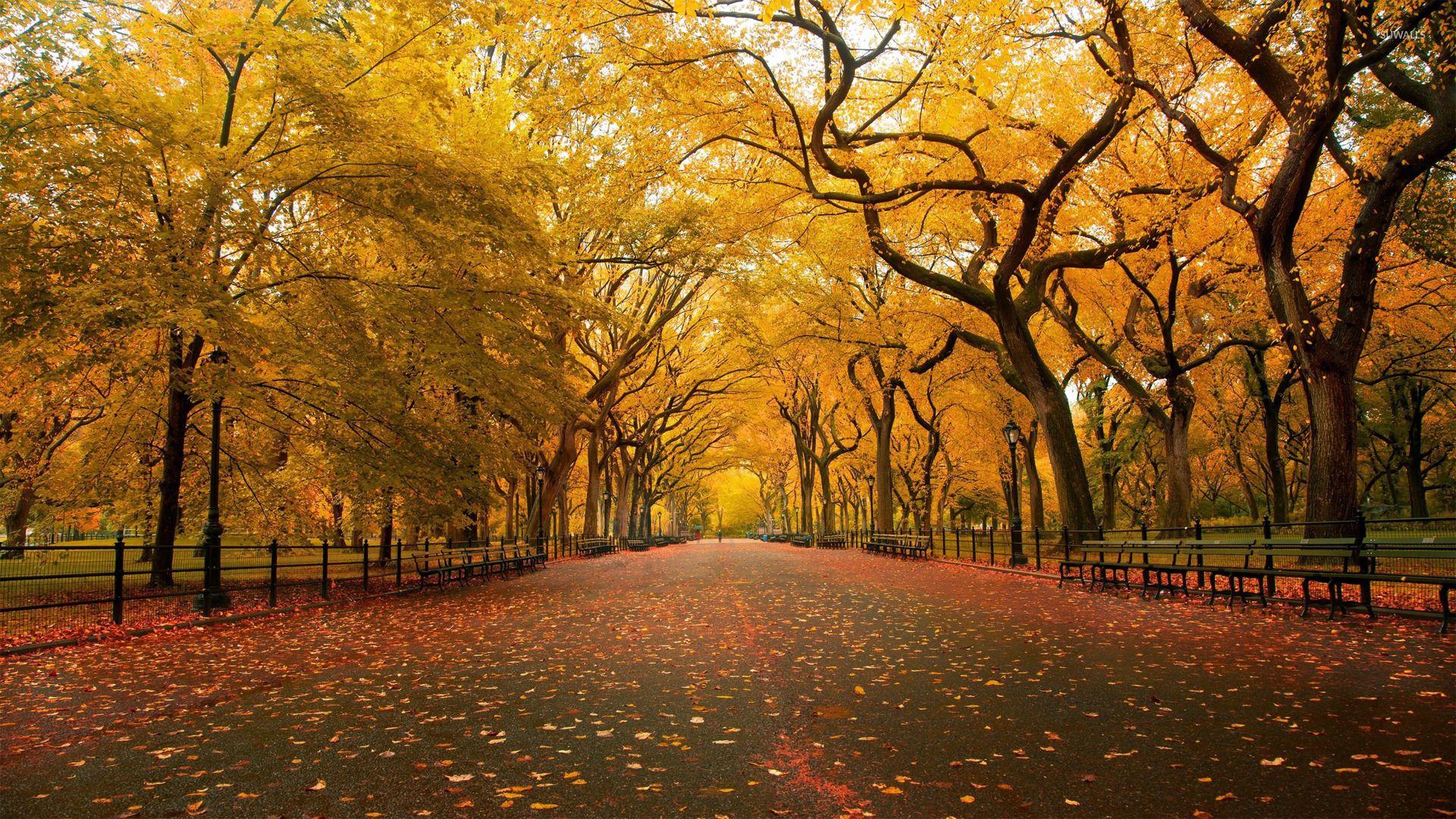 1920x1080 Park In The Fall Wallpaper .