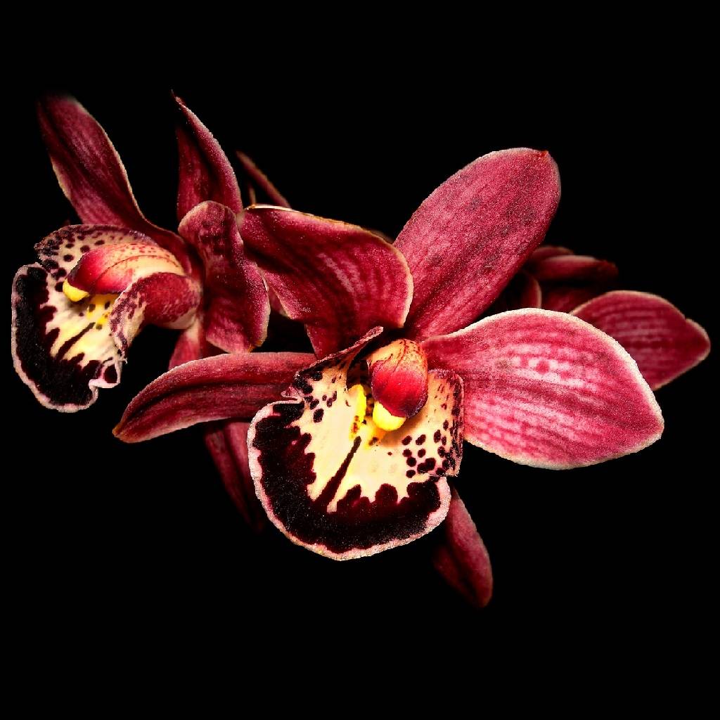 1024x1024 Black and Red Orchid wallpaper by .