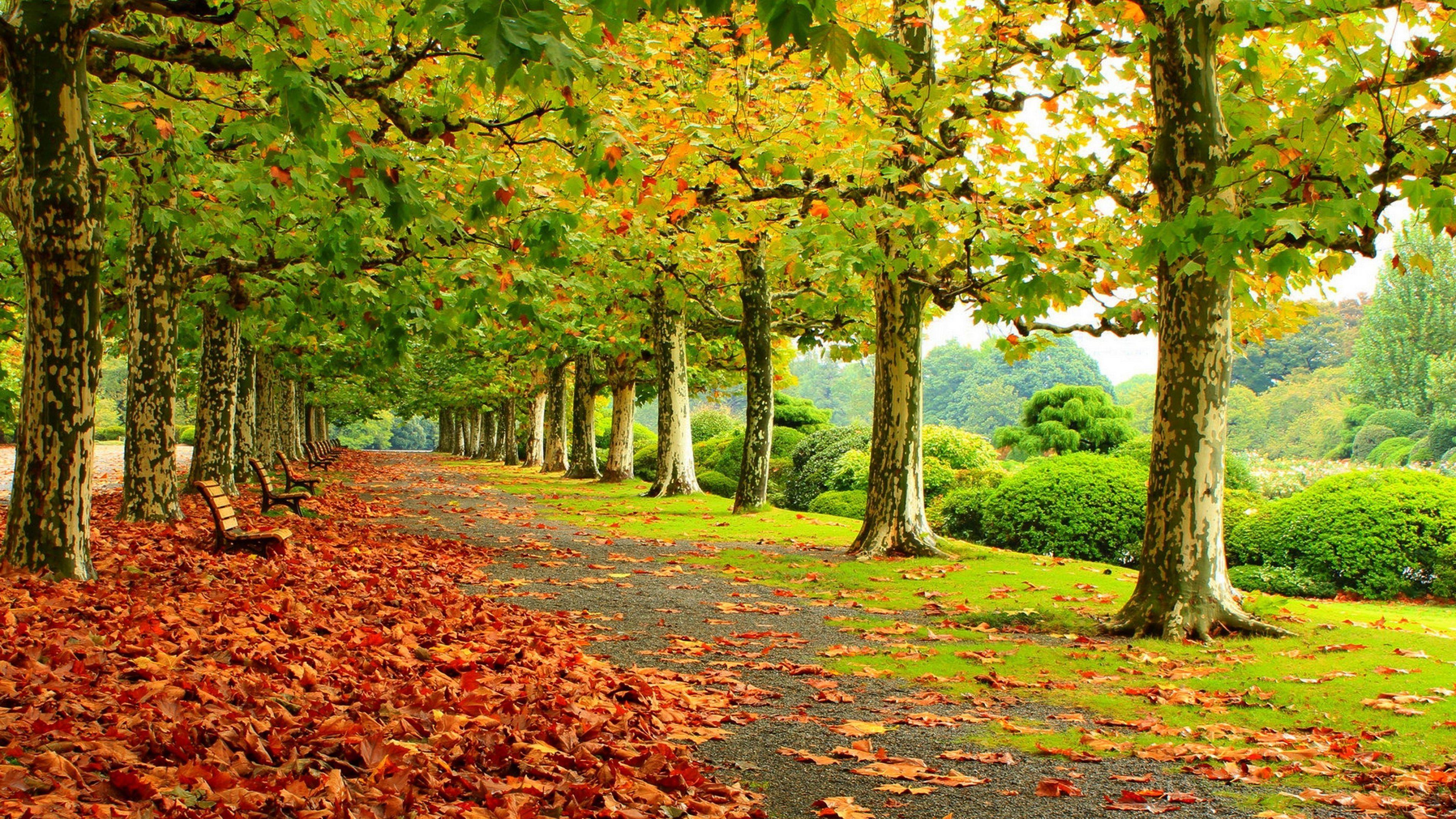 Buy Wallpaper with a beautiful park which is an oasis of calm in the very  middle of a busy capital city  Dublin