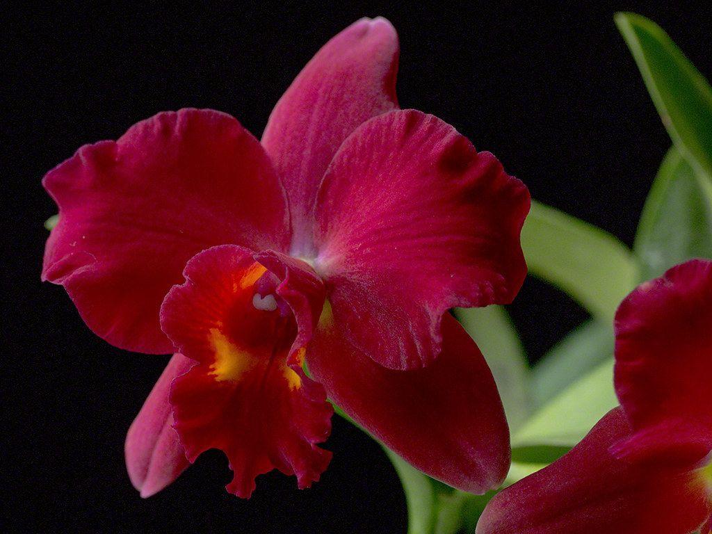 Red Orchid Wallpapers - Top Free Red Orchid Backgrounds - WallpaperAccess