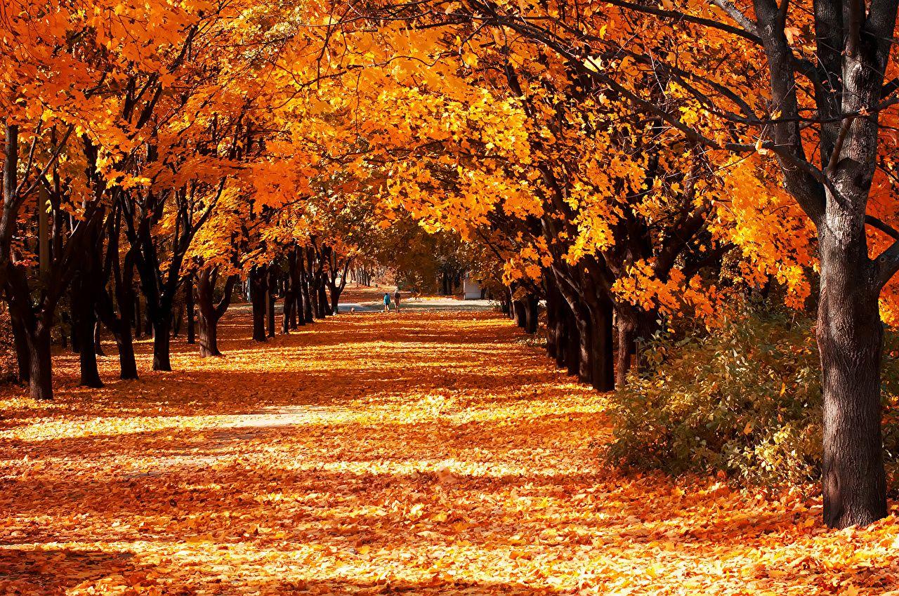 1280x849 Desktop Wallpaper Foliage Autumn .