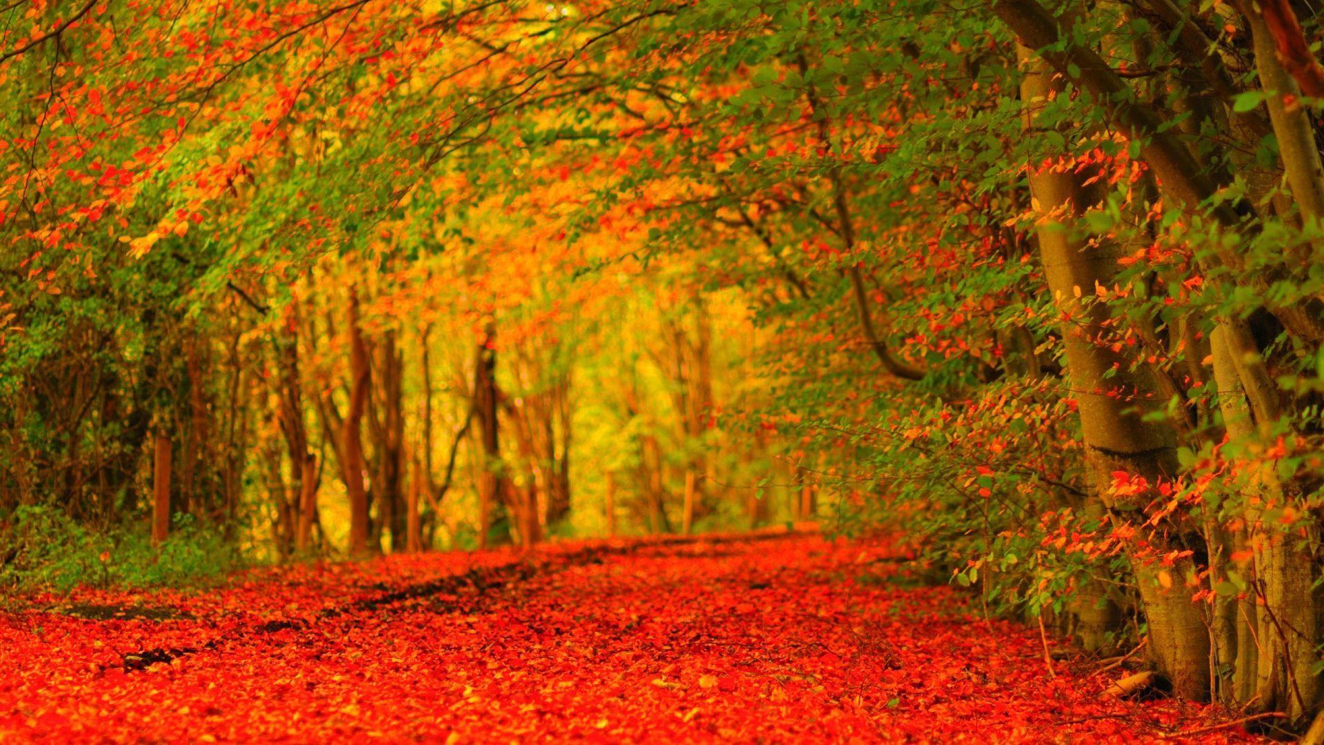 1920x1080 Canada Autumn Wallpaper