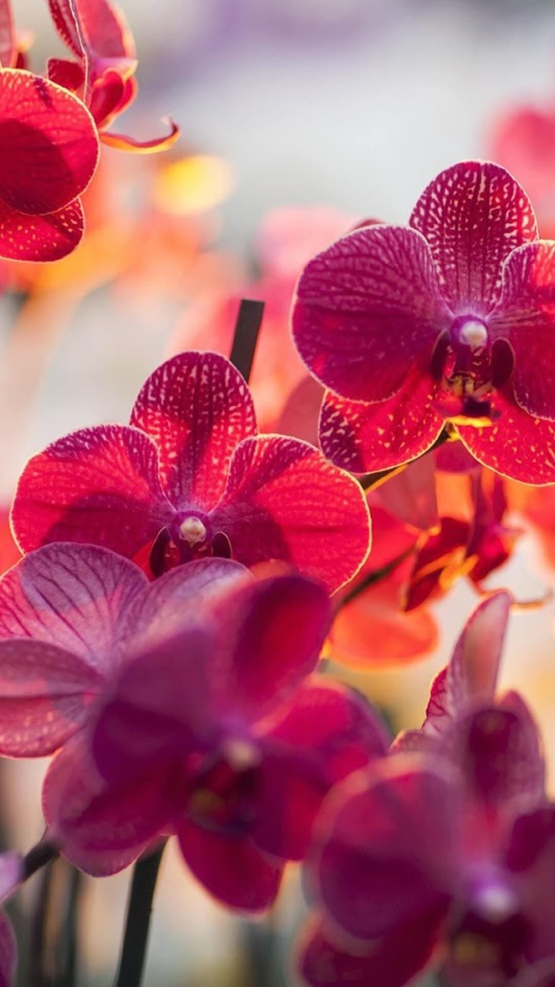 Red Orchid Wallpapers - Top Free Red Orchid Backgrounds - WallpaperAccess