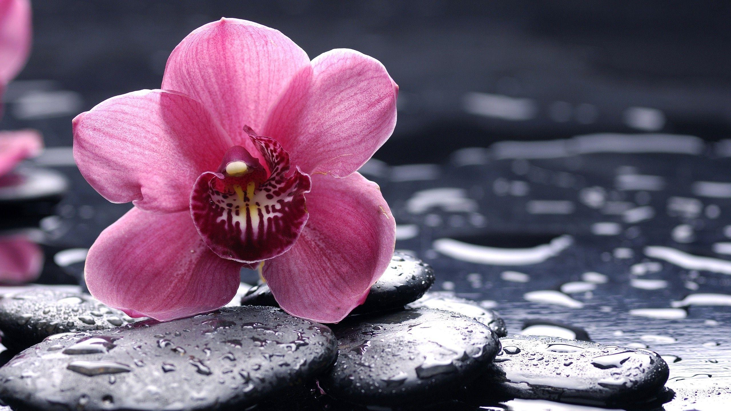 2560x1440 orchids, Flowers, Water Drops, Macro Wallpaper HD / Desktop and Mobile Background