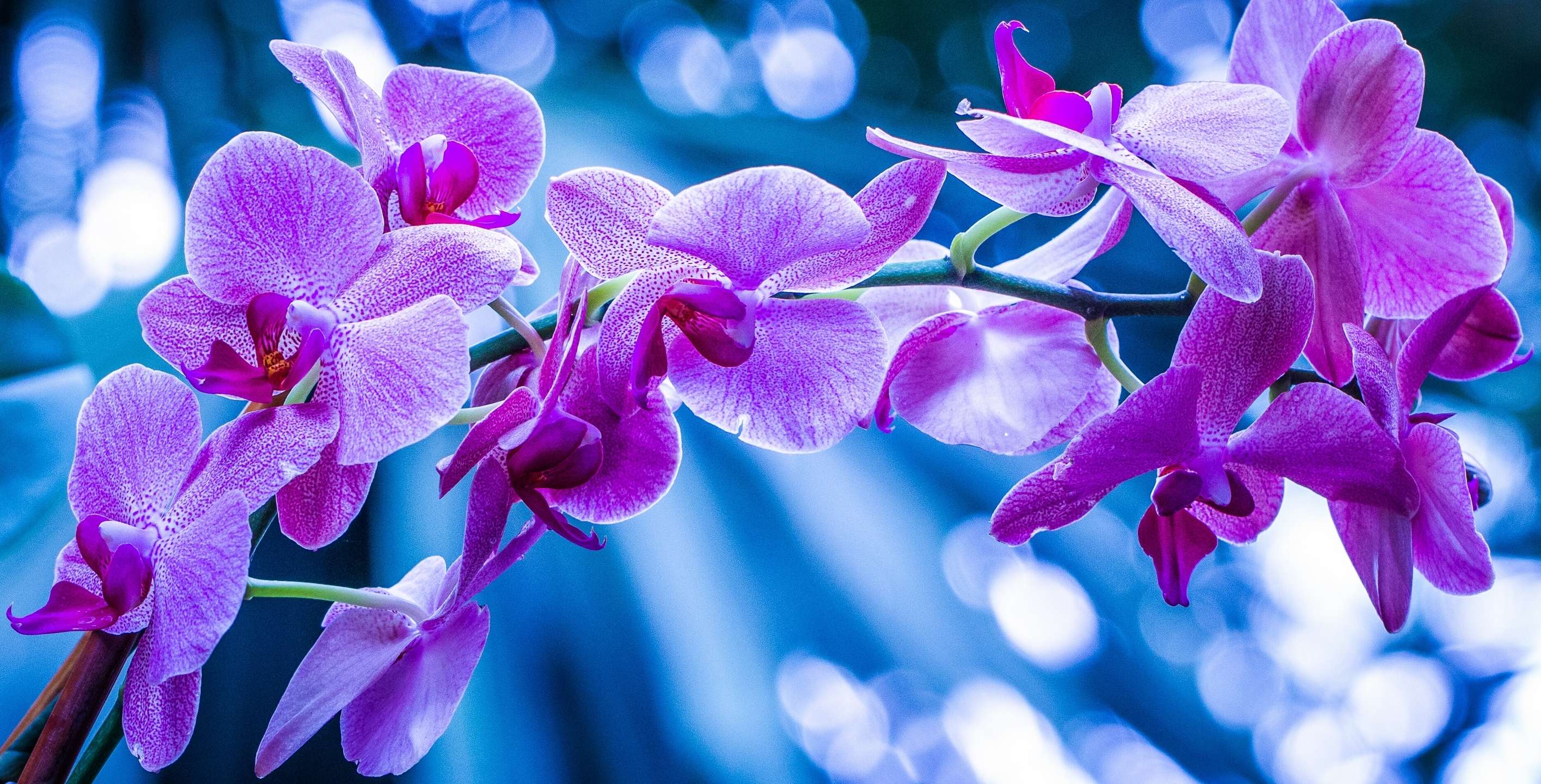 Blue and Purple Orchids Wallpapers Top Free Blue and Purple Orchids