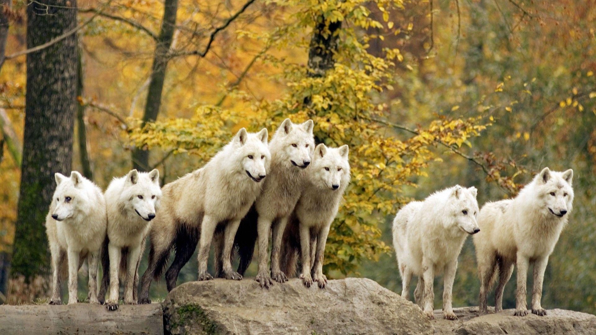 1920x1080 autumn, Forests, Animals, Wildlife .