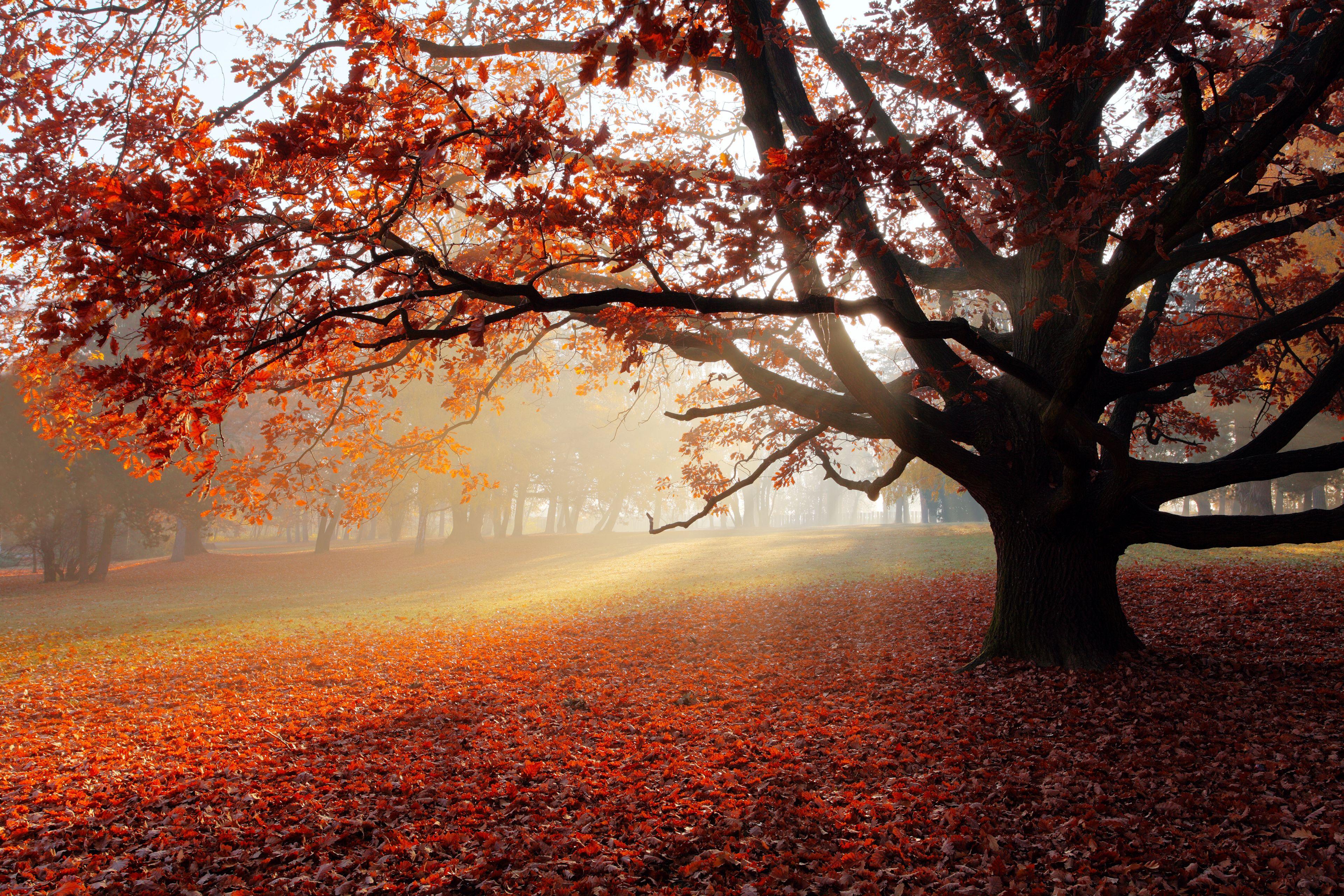 3840x2560 autumn park HD wallpaper,