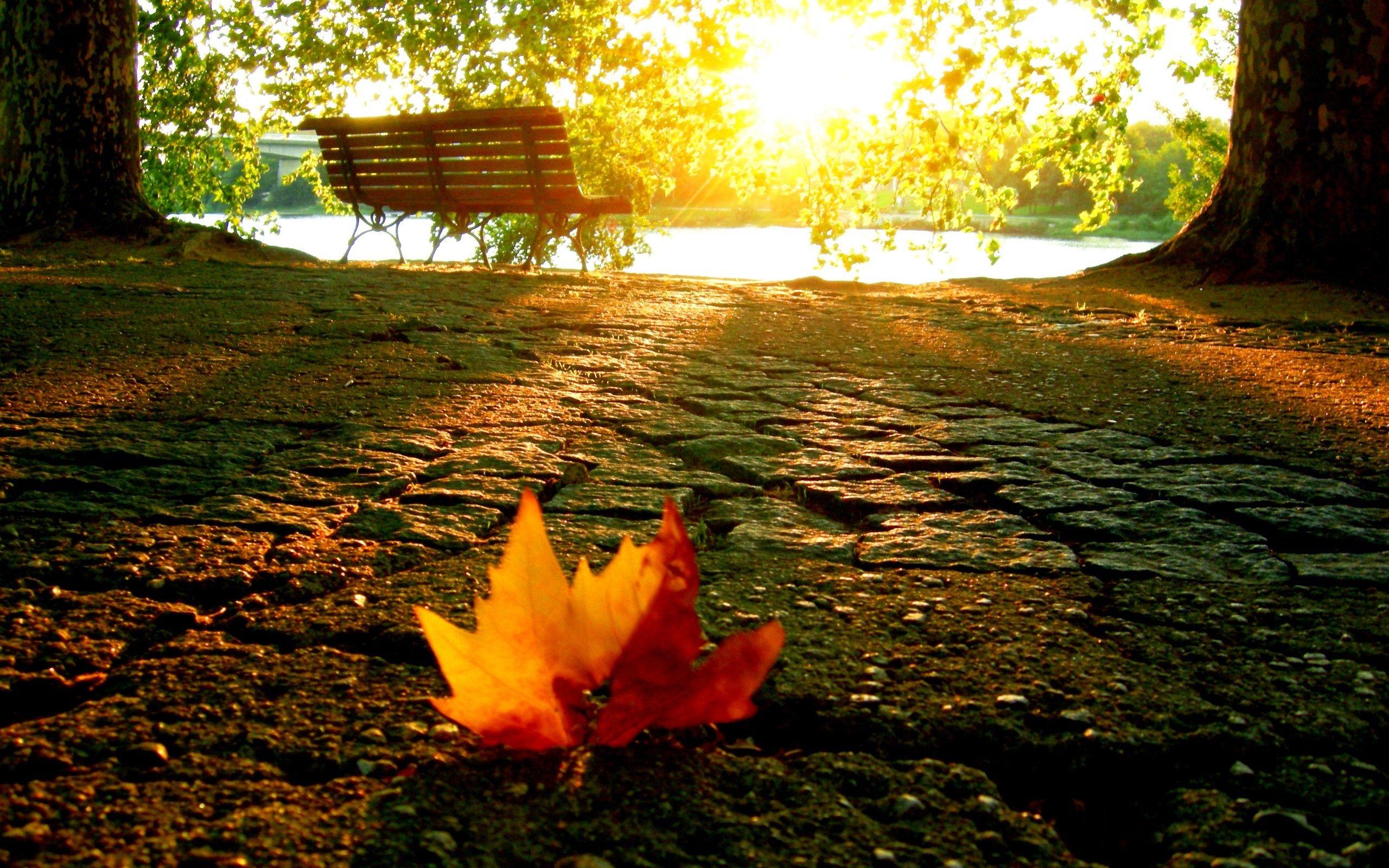 2560x1600 Beautiful, Leaf, a In, The, mobile .
