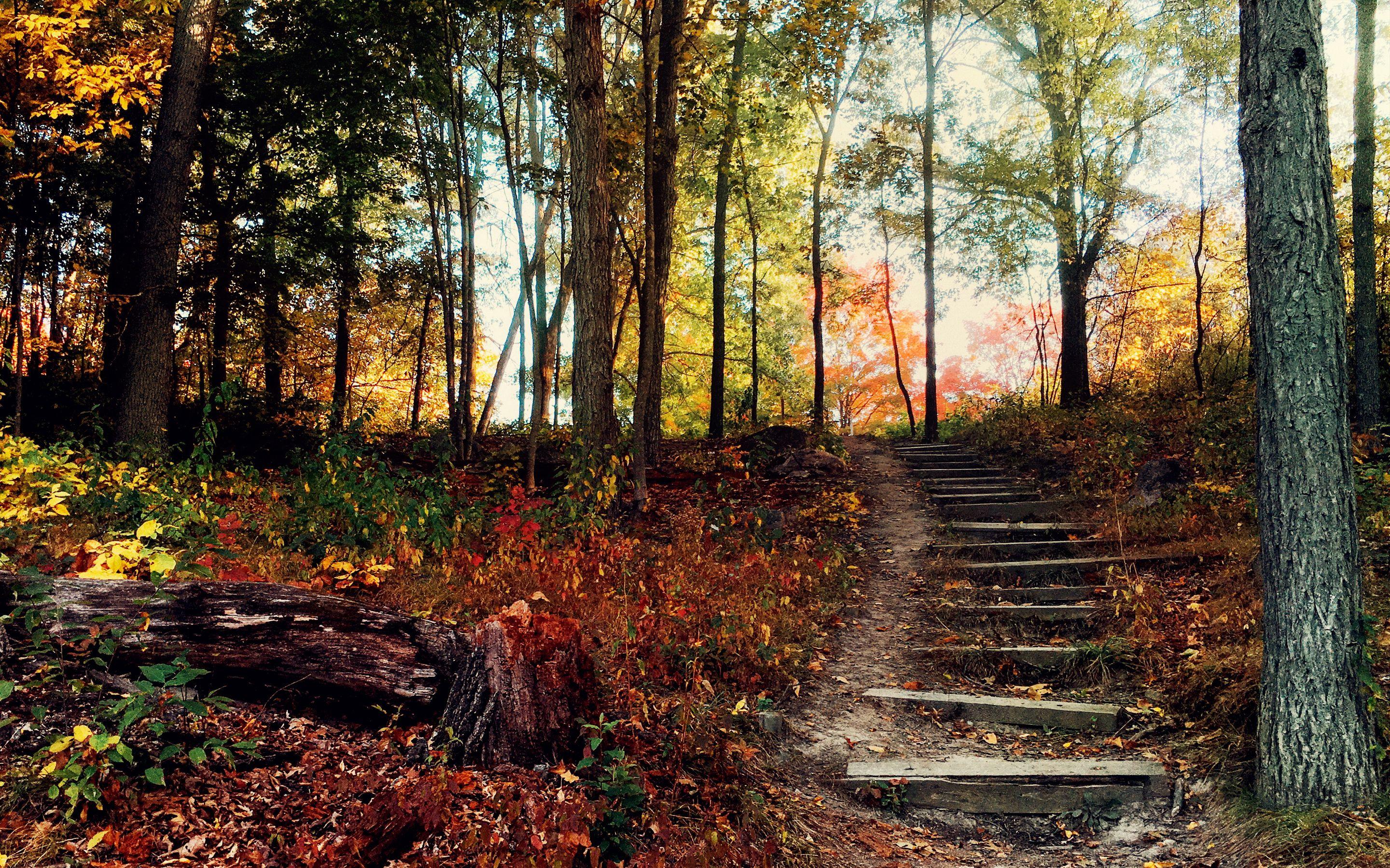 2880x1800 autumn park, Orange, Woods .