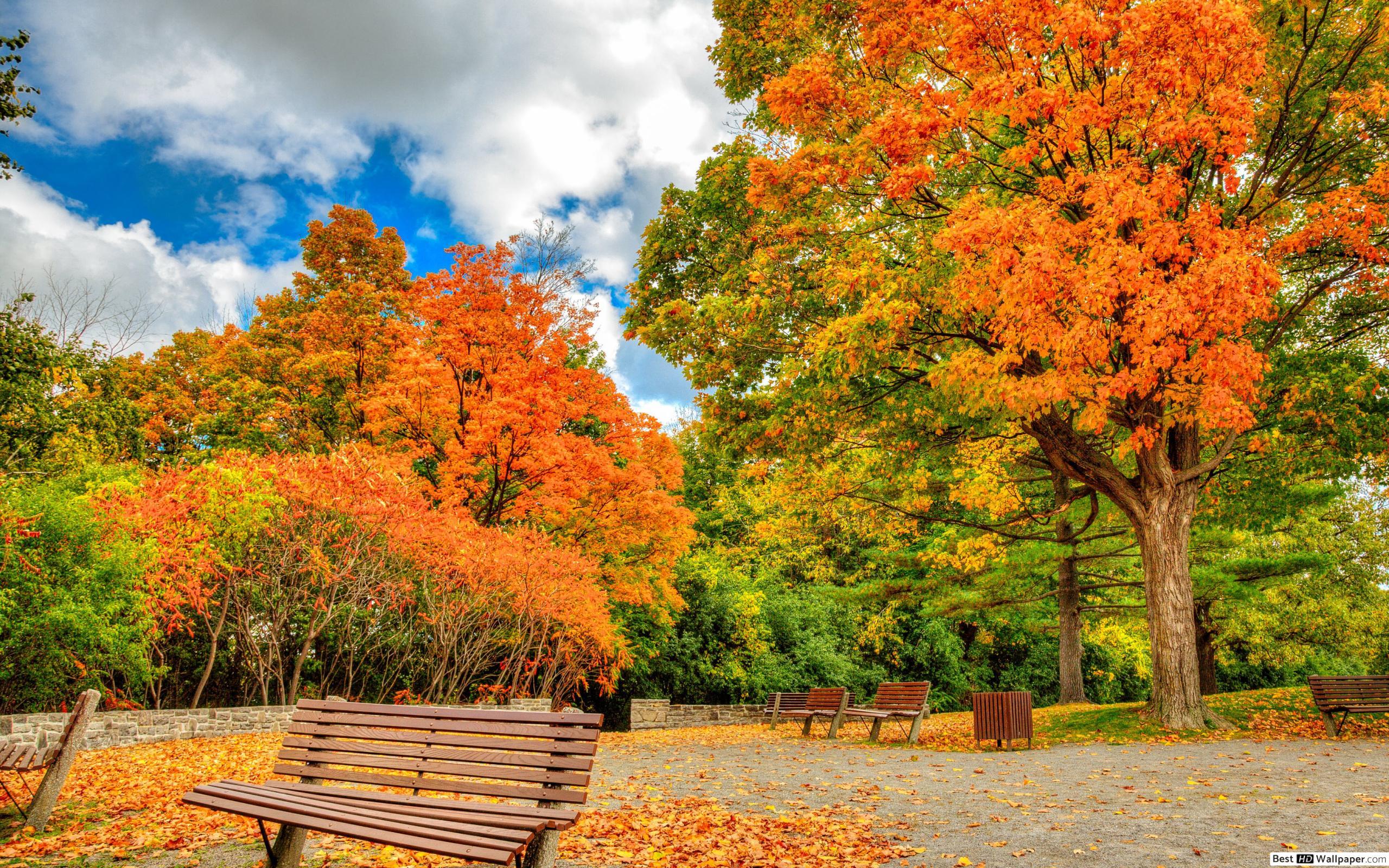 2560x1600 Bench in Autumn Park HD wallpaper