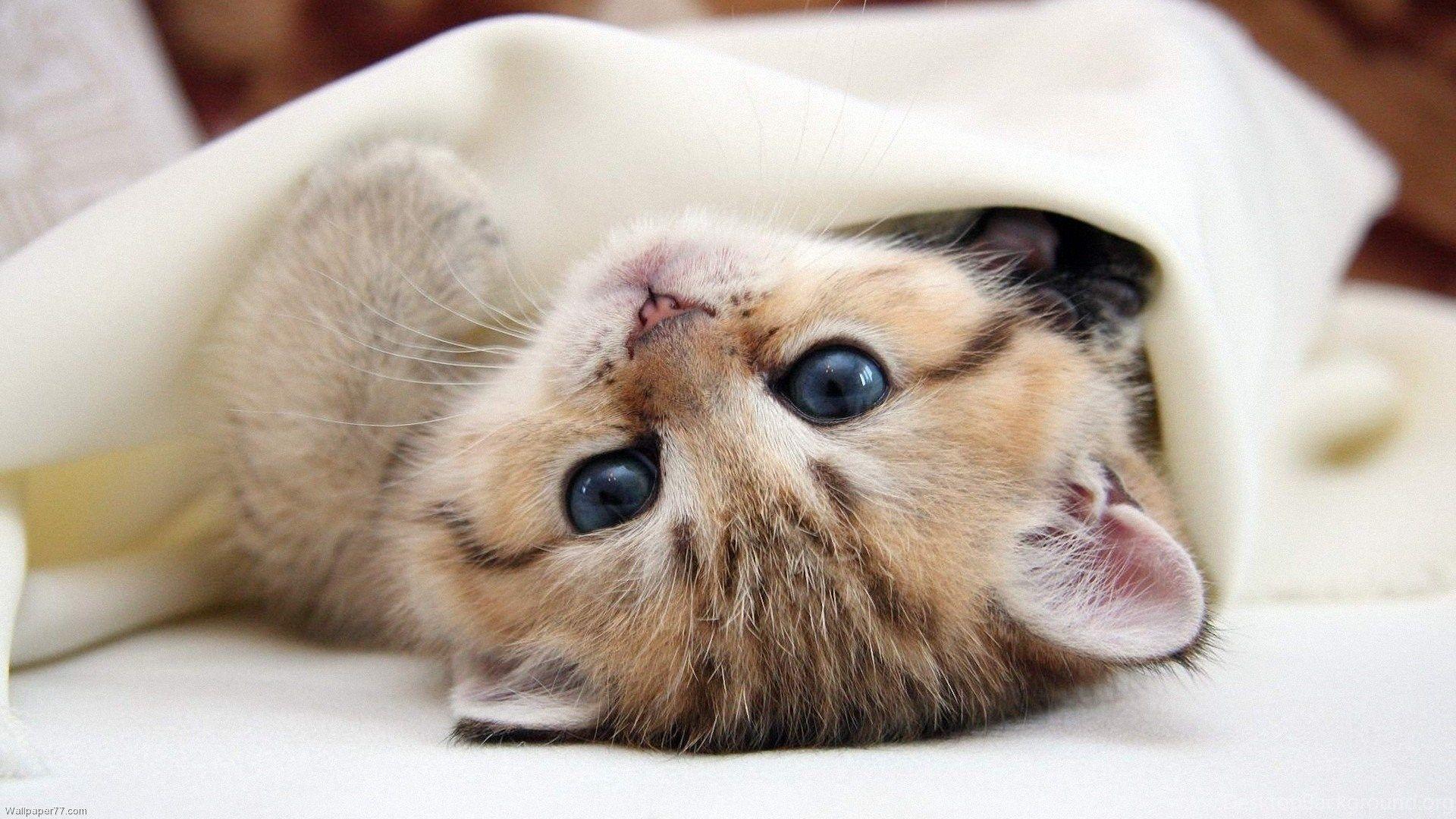 1920x1080 High Resolution Cute Baby Animal Kitty Cat Wallpaper HD 17 Full. Desktop Background