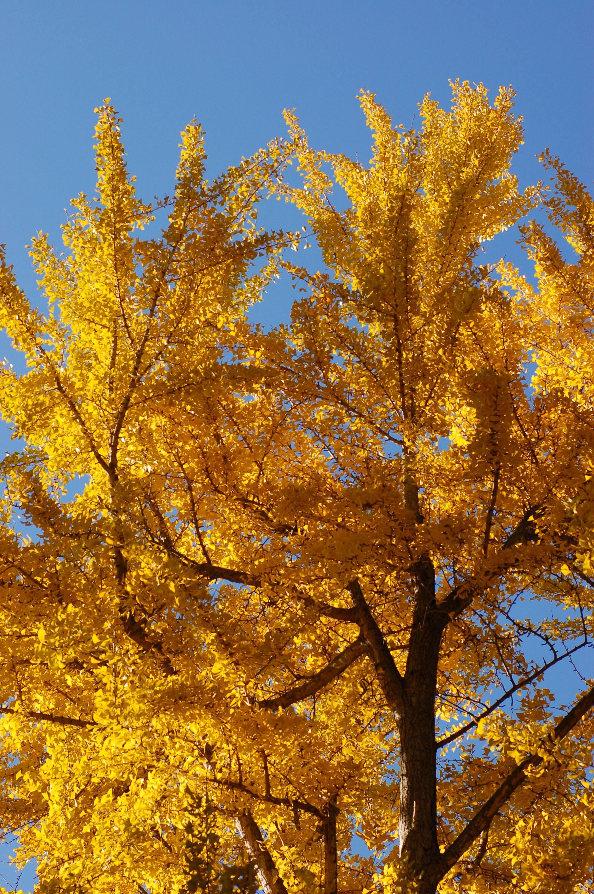 Ginkgo Tree Wallpapers - Top Free Ginkgo Tree Backgrounds - WallpaperAccess