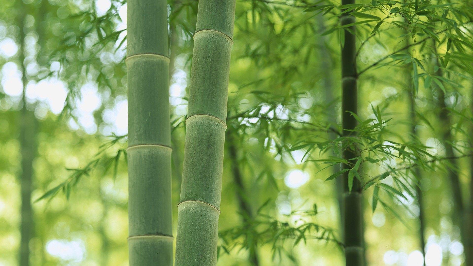 Japanese Bamboo Wallpapers Top Free Japanese Bamboo Backgrounds