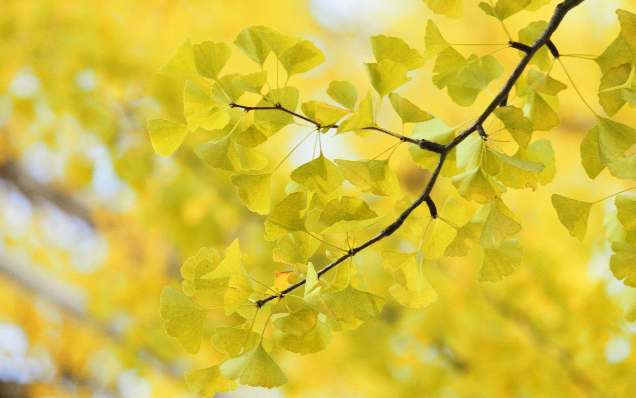 Ginkgo Tree Wallpapers - Top Free Ginkgo Tree Backgrounds - WallpaperAccess