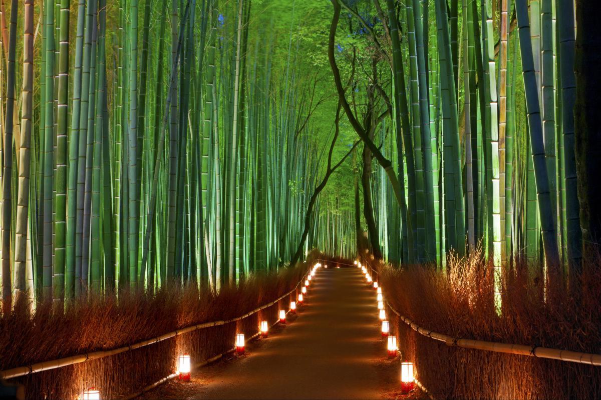Japanese Bamboo Wallpapers Top Free Japanese Bamboo Backgrounds